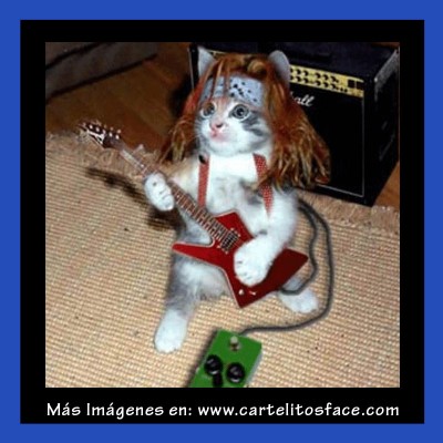 El gatito rockero