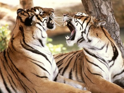 Tigres de bengala