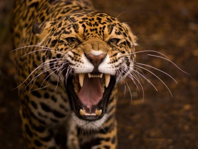 El ataque del jaguar