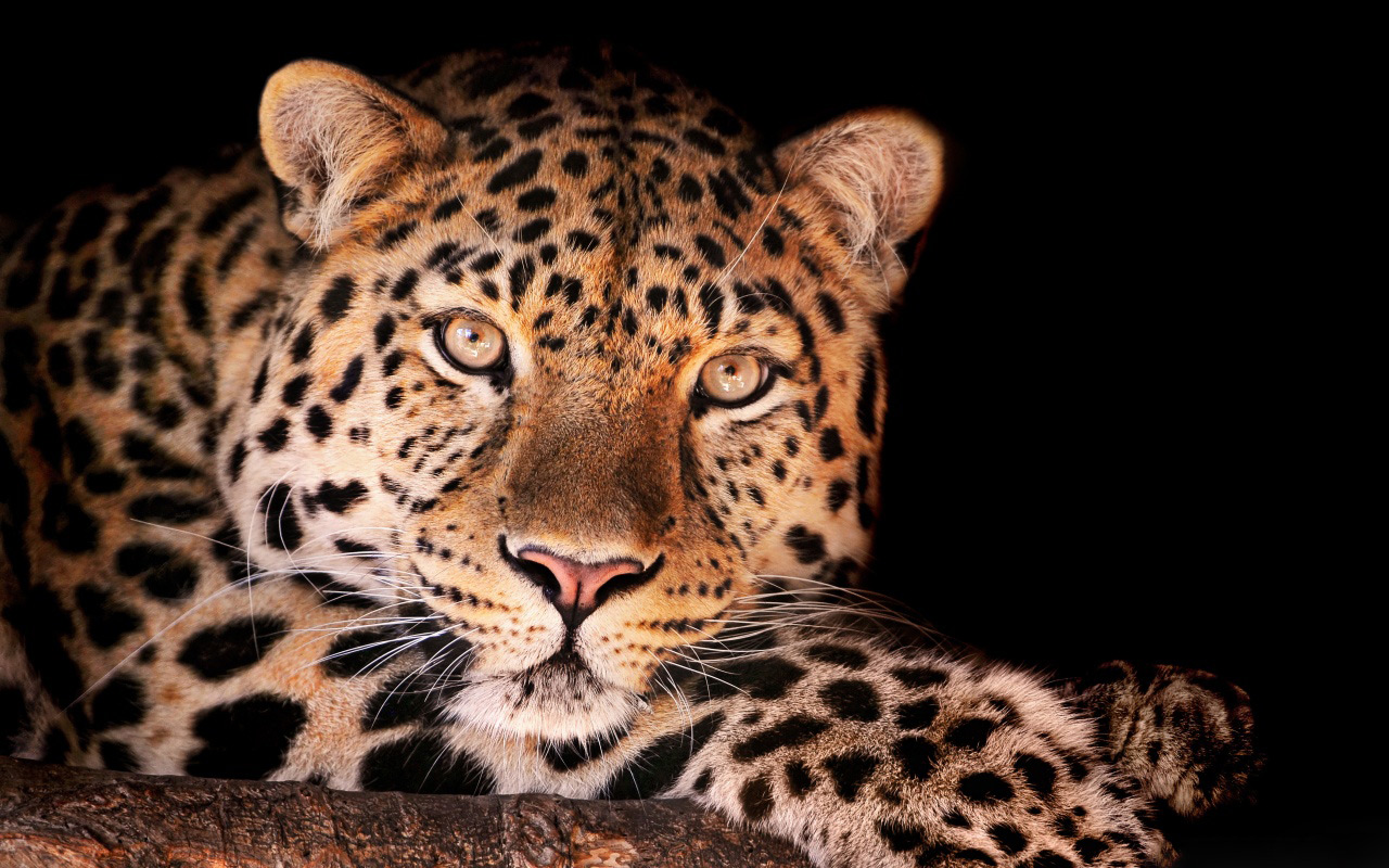 Magnífico Leopardo