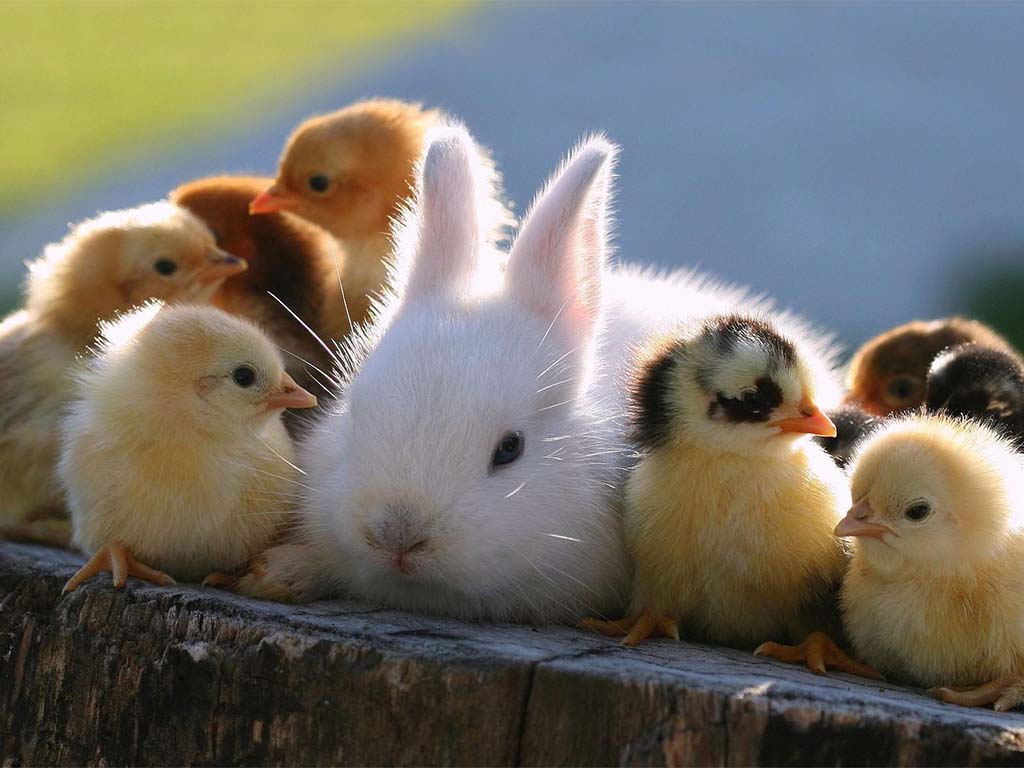 Conejo y pollitos