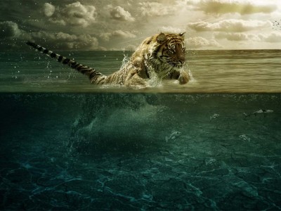 Tigre pescando