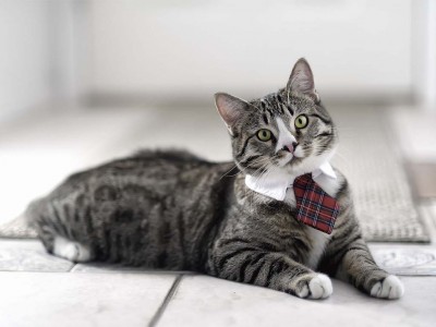 Gato con corbata