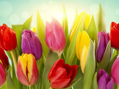 Tulipanes de Colores