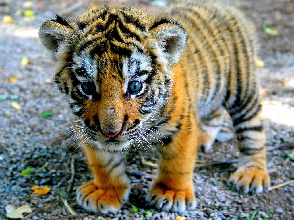 Bebé Tigre