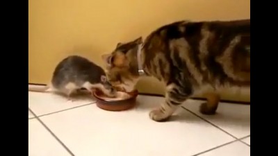 Gato y Rata