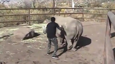 Jugando con un rinoceronte