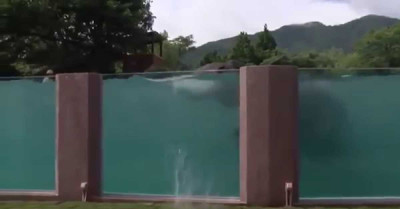 Un elefante en la piscina